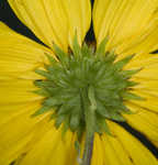 Maximilian sunflower